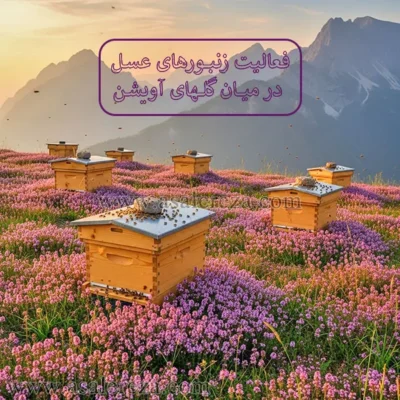 زنبورهای عسل در میان گل های آویشن