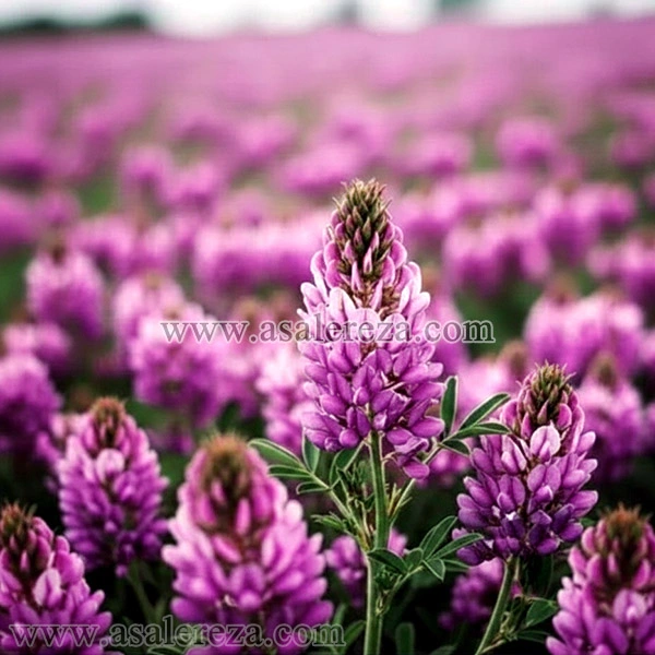 گل های گون
