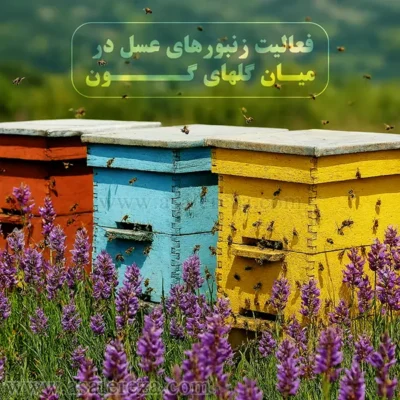 زنبورهای عسل و گل های گون